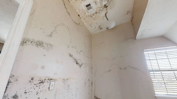 Best Mold Odor Removal Services  in Atlanta, GA
