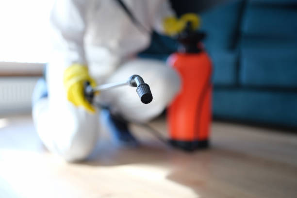 Best Black Mold Removal  in Atlanta, GA