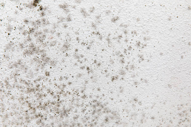 Best Forensic Mold Investigation  in Atlanta, GA