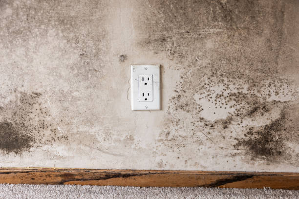 Best Emergency Mold Remediation  in Atlanta, GA