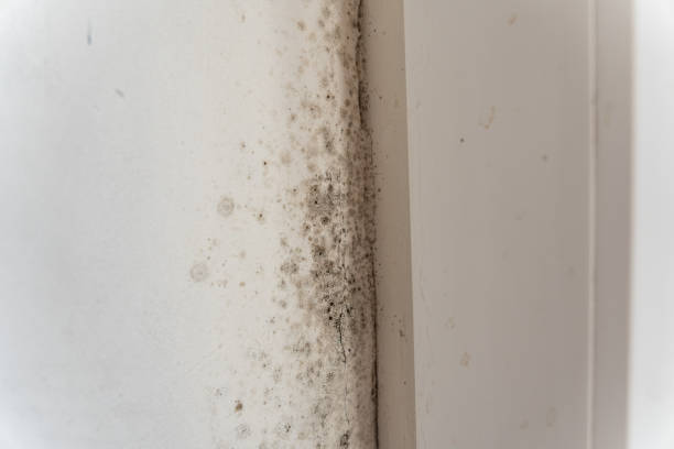 Best Mold Removal for HVAC Installations  in Atlanta, GA