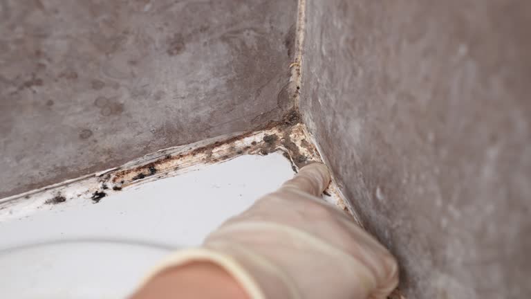 Best Mold-Related Health Consultation  in Atlanta, GA